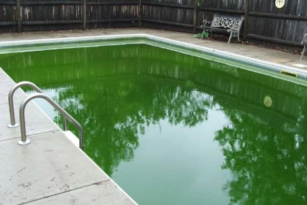 Algas en la piscina